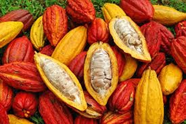 KULIT BUAH KAKAO UNTUK PAKAN TERNAK KULIT BUAH KAKAO UNTUK PAKAN TERNAK